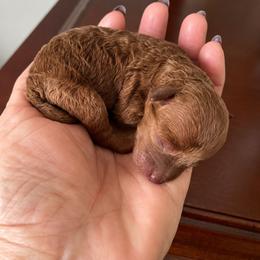 Harley - Red  female Poodle puppy in Naples, Florida from Paradise Paws