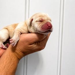Penny (Guardian) - Yellow female Labrador Retriever puppy in Amery, Wisconsin from Cornerstone Retrievers