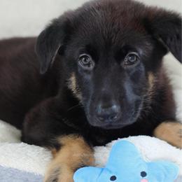 King - Black and cream male German Shepherd puppy in De Land, Florida from 3B’s Animal Artistry