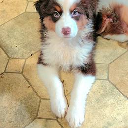 JOY - Red tri-color female Australian Shepherd puppy in Elk Creek, Missouri from Hearts on Fire Australian Shepherds