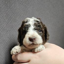 Dark Pink - Hershey - Parti female Poodle puppy in Spanish Fork, Utah from Mountain Vista Pups LLC