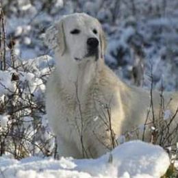 Golden Retriever Puppies from Brightside Goldens
