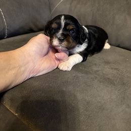 Sam - Tri-color male Cavalier King Charles Spaniel puppy in Atoka, Oklahoma from Boggy Depot Cavaliers & Friends