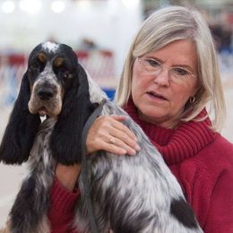 Bernice - English Cocker Spaniel