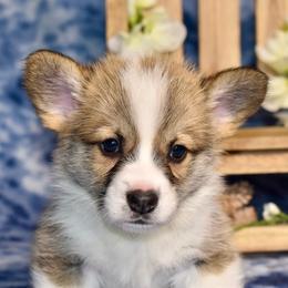 Oak - Red male Pembroke Welsh Corgi puppy in East Canton, Ohio from Victorian Farms