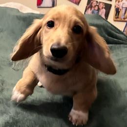 Peter Parker - Cream male Dachshund puppy in Arp, Texas from Barksalot Dachshunds