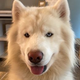 Sampson - Siberian Husky