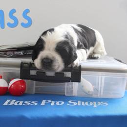 Bass - Black and white male English Springer Spaniel puppy in Barnstead, New Hampshire from C & S Farms