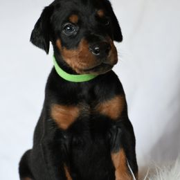 Buddy - Black and rust male Doberman Pinscher puppy in Overton, Texas from Obsidian Kennel
