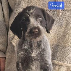 Girl 1 - Black and white female German Wirehaired Pointer puppy in Wellston, Ohio from Blue Line GWPs