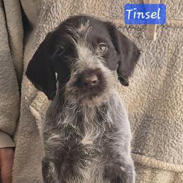 Girl 1 - Black and white female German Wirehaired Pointer puppy in Wellston, Ohio from Blue Line GWPs