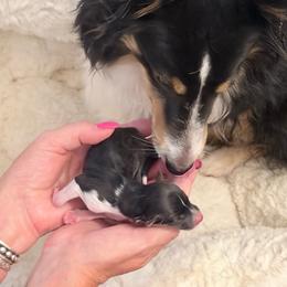 Raffiki - Black white and tan male Shetland Sheepdog puppy in Mount Sterling, Kentucky from Justsimplyshelties