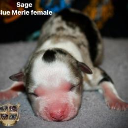 Sage - Blue merle female Australian Shepherd puppy in El Dorado Springs, Missouri from HP Aussie Kennels