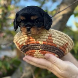Cavalier King Charles Spaniel Puppies from Royal Mile Cavaliers