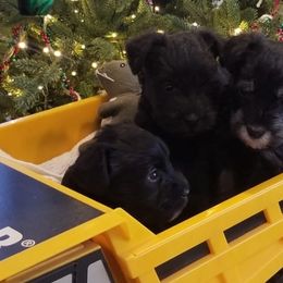 Miniature Schnauzers from Thaddeus's Miniature Schnauzers