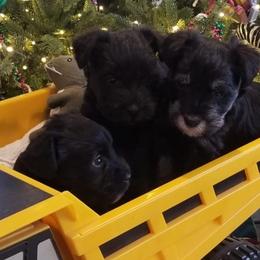 Miniature Schnauzers from Thaddeus's Miniature Schnauzers