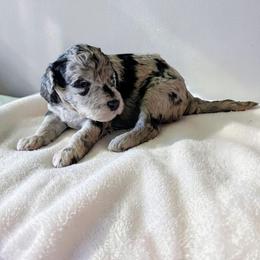 Pancake - Blue merle male Aussiedoodle puppy in Sparta, Missouri from Sis' Doodles & Poodles