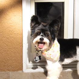 Joy - Biewer Terrier