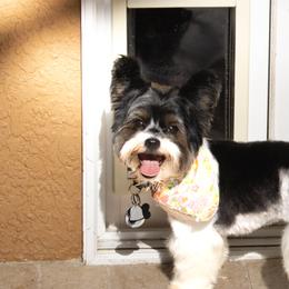 Joy - Biewer Terrier