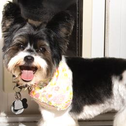 Joy - Biewer Terrier