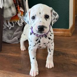 Ruckus - HUA - White and black female Dalmatian puppy in Mount Vernon, Missouri from Spots & Spirals