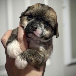 Slate Hairless Girl - Slate female Chinese Crested puppy in Tomball, Texas from Gracieux Chinese Cresteds