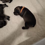 Girl 1 - female Standard Schnauzer puppy in Mesquite, Texas from Ausgelassen Standard Schnauzers