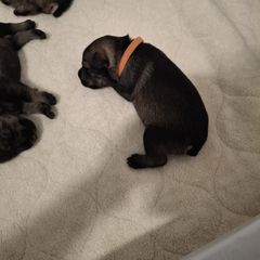 Girl 1 - female Standard Schnauzer puppy in Mesquite, Texas from Ausgelassen Standard Schnauzers