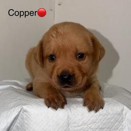 Copper Red Collar - Yellow male Labrador Retriever puppy in Elloree, South Carolina from Moonlight Kennels LLC