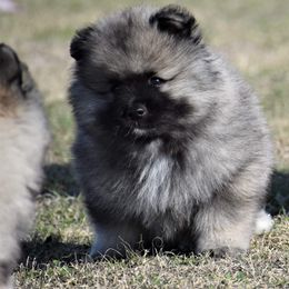 Keeshond Puppies from Anna Boehringer