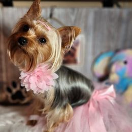 Jasmine - Yorkshire Terrier
