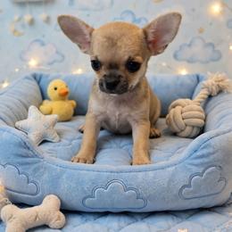 Finley - Fawn male Chihuahua puppy in Cape Coral, Florida from Inspired Chihuahuas