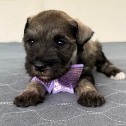 Lila - Salt and pepper female Miniature Schnauzer puppy in Cape Coral, Florida from Ruby the poodle