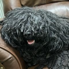RUTHIE - Puli