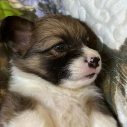 Chestnut - Sable male Pembroke Welsh Corgi puppy in Lima, New York from Hickory Springs Corgis
