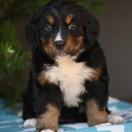 Lily - Tri-color female Bernese Mountain Dog puppy in Loveland, Colorado from Grateful Bernese & Gage's Goldens
