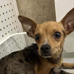 Chihuahuas and Dachshunds from Mbjs Doxies and chihuahuas