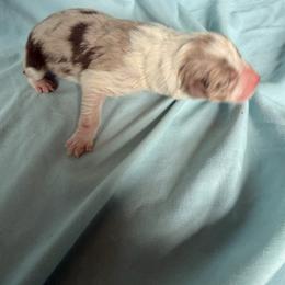 Boy 3 - Red merle male Australian Shepherd puppy in Worcester County, Massachusetts from O’Kejas  Kennel