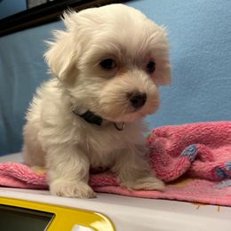 Silver Boy - White male Maltese puppy in Clover, South Carolina from Cudi’s Buddies