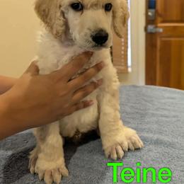 Teine - Cream male Poodle puppy in Vail, Arizona from Semper Poodelis