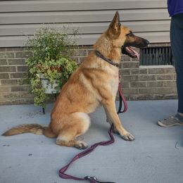 Nova - German Shepherd
