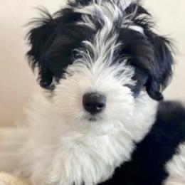 Aussiedoodles and Goldendoodles from Shiloh Doodles