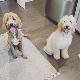Goldendoodle All Grown Up from Doodle Life Goldendoodles