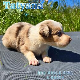 Tatyana - Red merle female Australian Shepherd puppy in Abilene, Texas from S&K Aussies N' Rotties