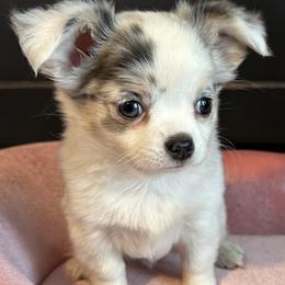 Chihuahua Puppies from So Sweet Chihuahuas