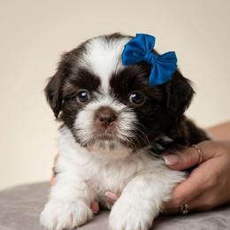 CALLIOPE - Chocolate female Shih Tzu puppy in Los Banos And Bay Area, California from Shantii's Shih Tzu's