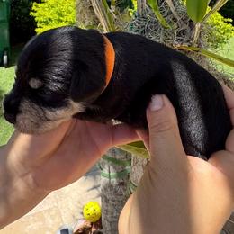 Boy 2 Orange Collar - Black and silver male Miniature Schnauzer puppy in Miami, Florida from AKC Puppies 2 Love