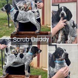 Scrub daddy (the cleaning litter) - Blue ticked and tan male Bluetick Coonhound puppy in Cherryville, North Carolina from Evenstar-WesRidge Bluetick Hounds
