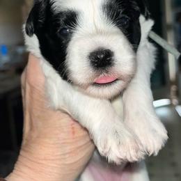 Chloe - Parti female Miniature Schnauzer puppy in Port Orchard, Washington from Silver Bells Miniature Schnauzers