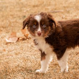 Miniature American Shepherd and Miniature Australian Shepherd Puppies from Bellewynd Acres